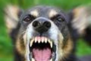 Liberals and liberal news Media outlets, Are Like Rabid Dogs!