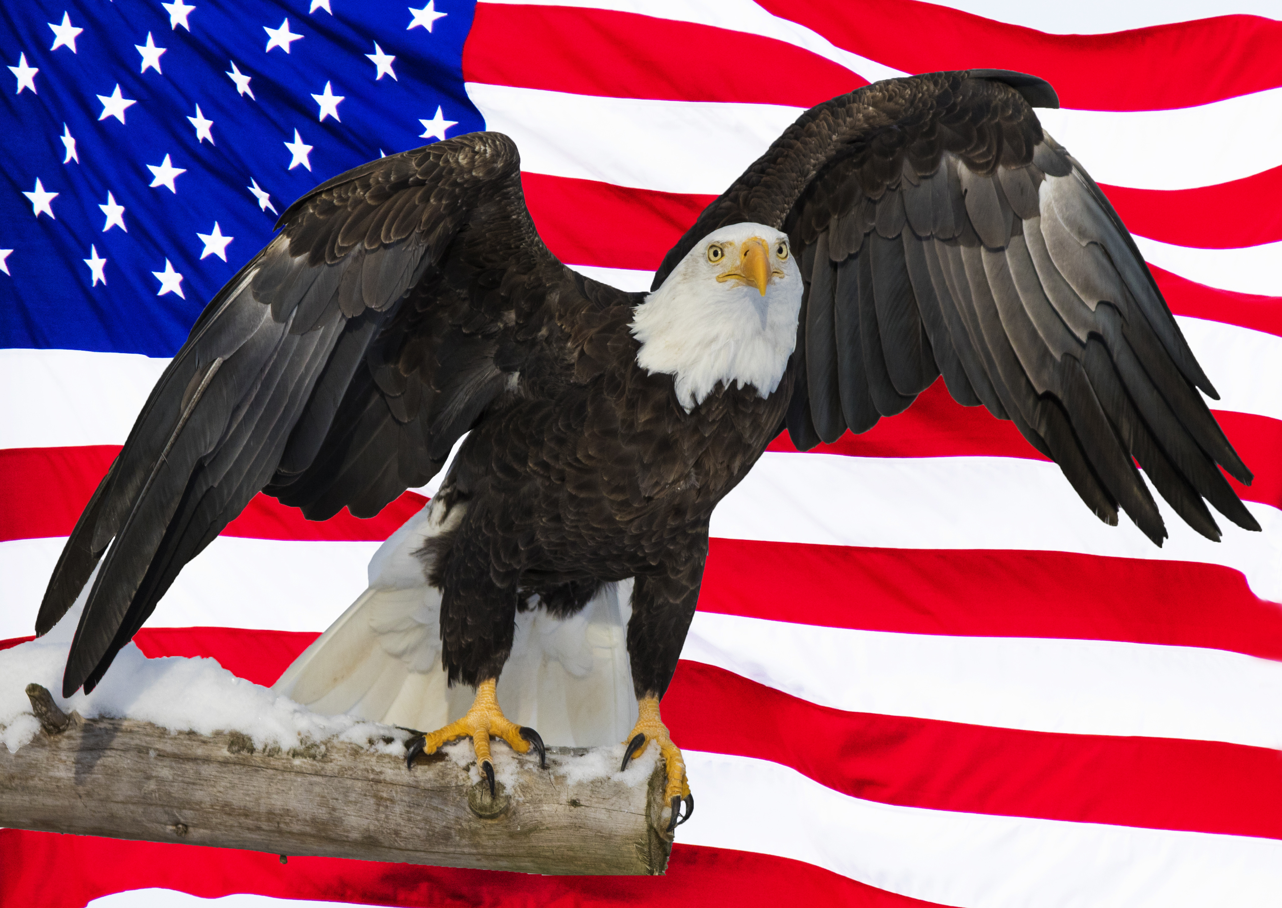 american-bald-eagle-and-flag-digital-composite-liberty-vs-politics